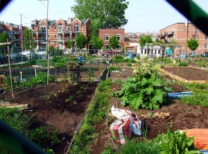 detroit urban farming 3